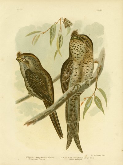 Podargus piumato di falena, 1891 da Gracius Broinowski